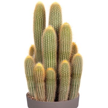 Vatricania guentheri