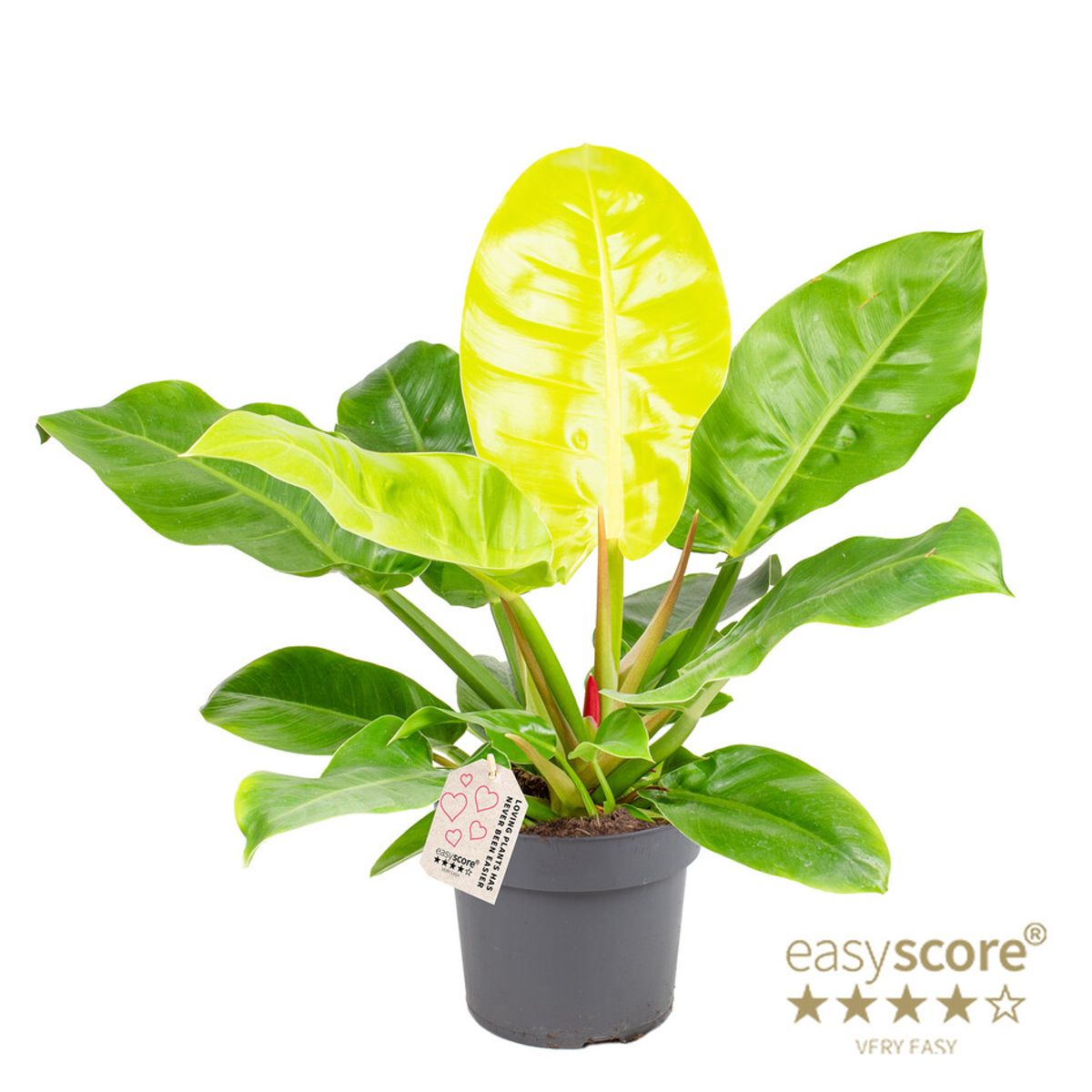 golden crocodile philodendron Philodendron Golden Crocodile 4 inch Grower Pot – Natural Environment  Aquatix main image 1