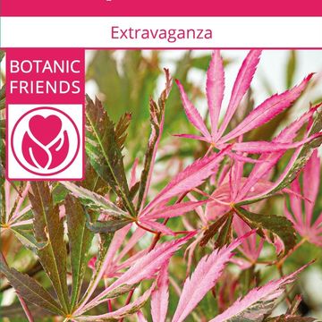 Acer palmatum 'Extravaganza'