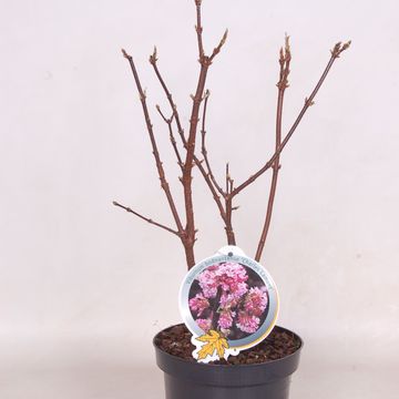 Viburnum x bodnantense 'Charles Lamont'