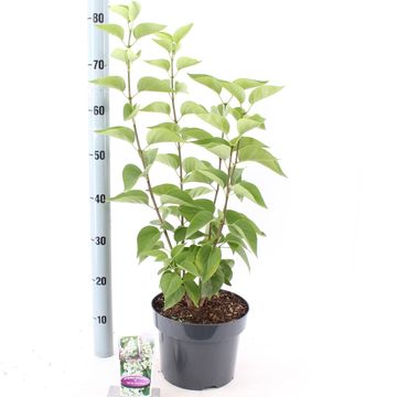 Syringa vulgaris 'Mme Lemoine'