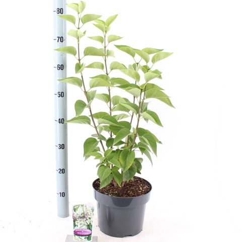 Syringa vulgaris 'Mme Lemoine'