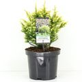 Cryptomeria japonica 'Vilmorin Gold'
