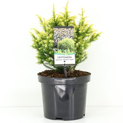 Cryptomeria japonica 'Vilmorin Gold' — Plant Wholesale FlorAccess