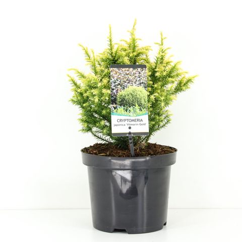 Cryptomeria japonica 'Vilmorin Gold'