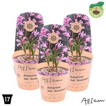 x Amarine BELLADIVA ANASTASIA