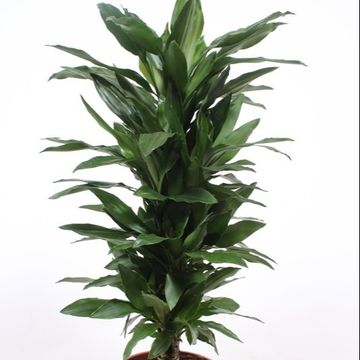 Dracaena fragrans 'Janet Lind'