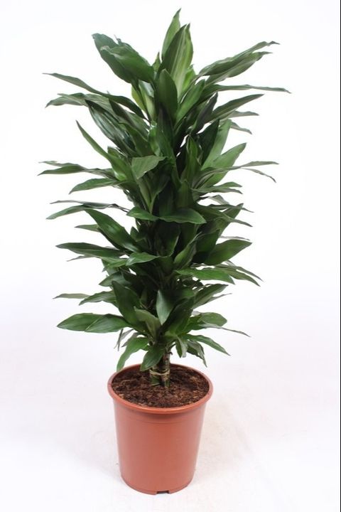 Dracaena fragrans 'Janet Lind'