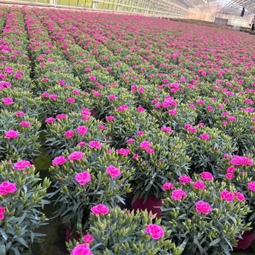 Dianthus caryophyllus 'Peman'