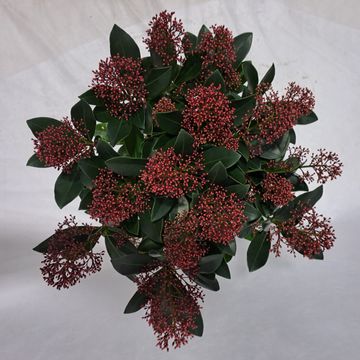 Skimmia japonica 'Rubella'