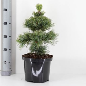 Pinus pumila 'Glauca'