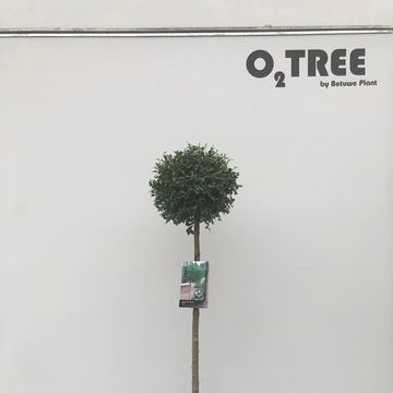 Ligustrum delavayanum