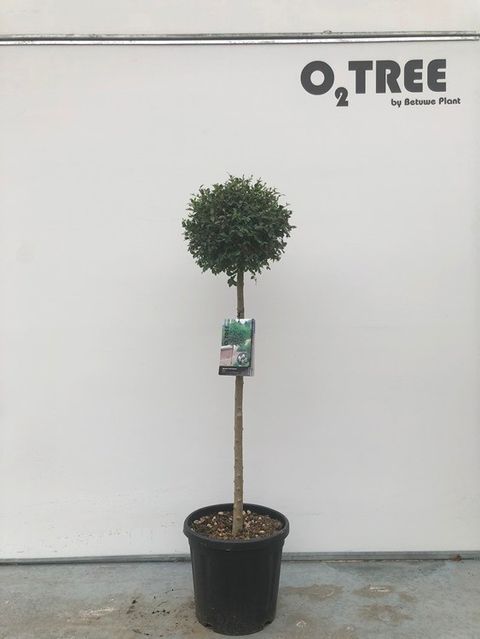 Ligustrum delavayanum