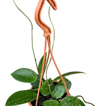 Hoya parasitica 'Splash'