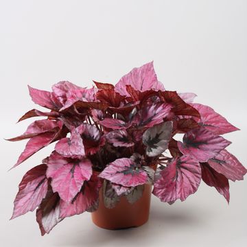 Begonia BELEAF INDIAN SUMMER