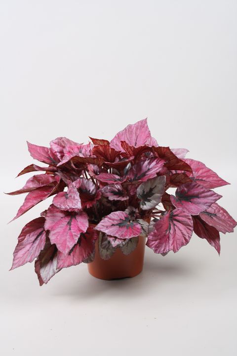 Begonia BELEAF INDIAN SUMMER