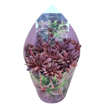 Sempervivum 'Red Rubin'