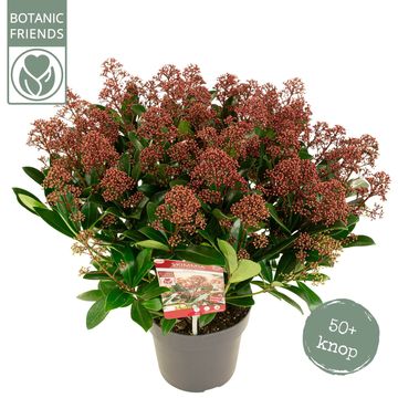 Skimmia japonica 'Rubella'