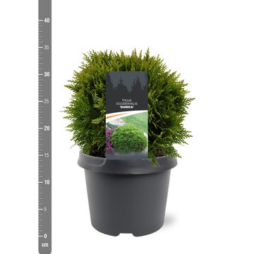 Thuja occidentalis 'Danica'