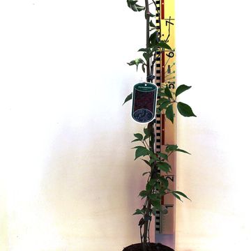 Parthenocissus henryana