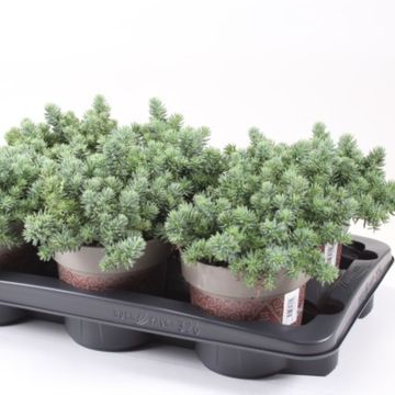 Sedum sediforme