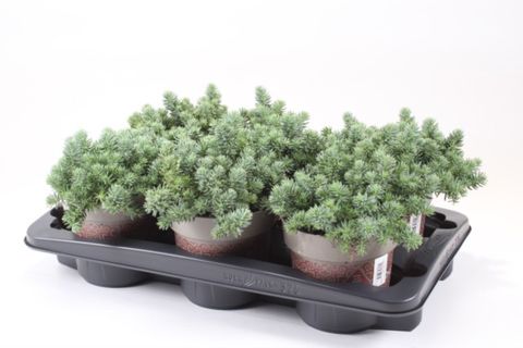 Sedum sediforme