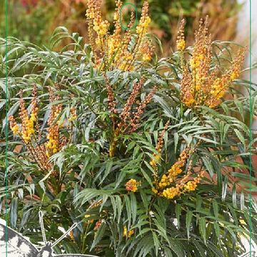 Mahonia VOLCANO