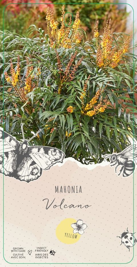 Mahonia VOLCANO