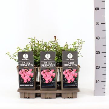 Rosa 'Fairy Princess'