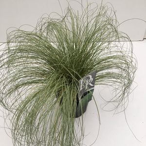Carex comans 'Frosted Curls' (Cammeraat Potcultuur)