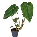 Philodendron 'McDowell'