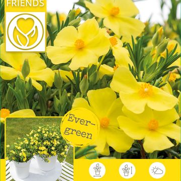 Halimium 'April Sun'