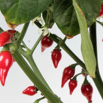 Capsicum chinense 'Biquinho Red'
