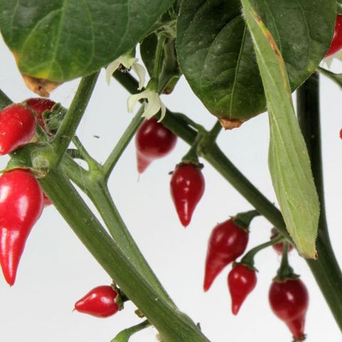 Капсикум chinense 'Biquinho Red'