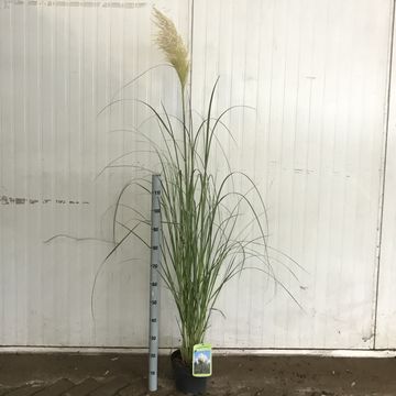Cortaderia selloana