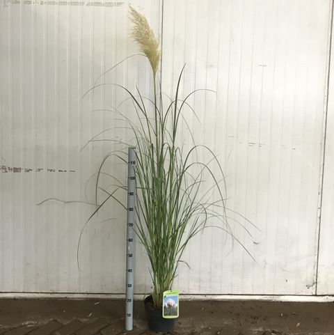 Cortaderia selloana
