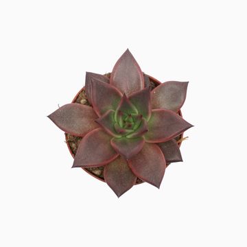 Echeveria 'Taurus'