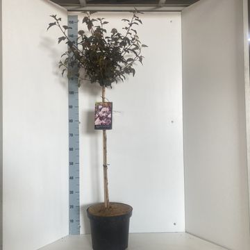 Physocarpus opulifolius LADY IN RED