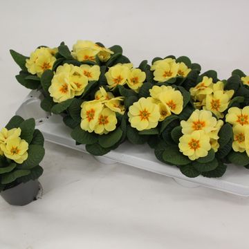 Primula 'Cairo Cream Yellow'