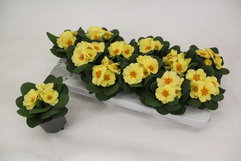 Primula 'Cairo Cream Yellow'