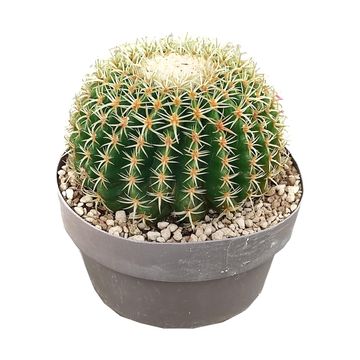 Echinocactus grusonii brevispinus