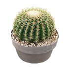 Echinocactus grusonii brevispinus