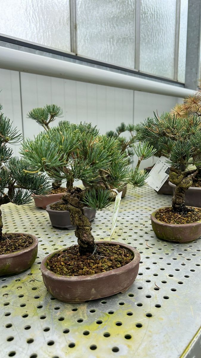 Pinus parviflora  Pflanzengrohandel FlorAccess