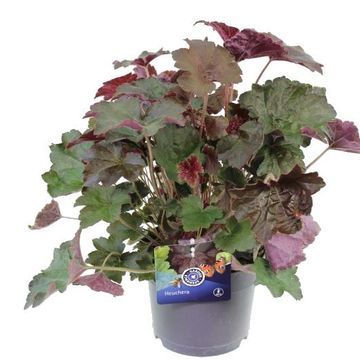 Heuchera micrantha 'Palace Purple'
