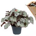 Begonia 'Silver Mist'