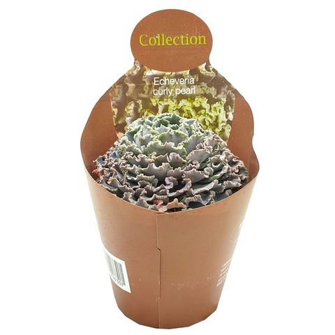 Echeveria 'Curly Pearl'