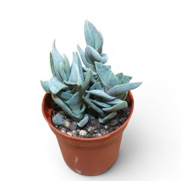 Crassula falcata 'Minor'