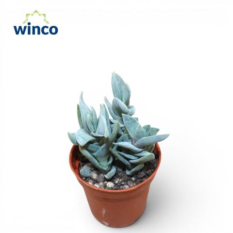Crassula falcata 'Minor'