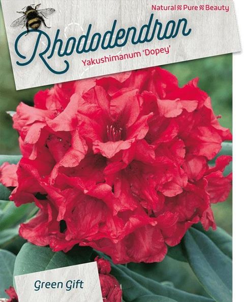 Rhododendron 'Dopey' (Y)