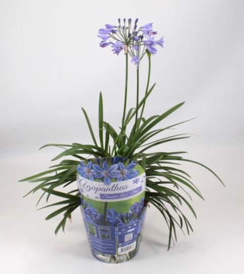 Agapanthus SUMMER LOVE BLUE